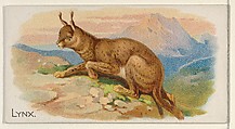 Lynx, from the Quadrupeds series (N21) for Allen & Ginter Cigarettes, Allen & Ginter  American, Commercial color lithograph