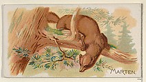 Marten, from the Quadrupeds series (N21) for Allen & Ginter Cigarettes, Allen & Ginter  American, Commercial color lithograph
