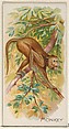Monkey, from the Quadrupeds series (N21) for Allen & Ginter Cigarettes, Allen & Ginter  American, Commercial color lithograph
