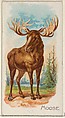 Moose, from the Quadrupeds series (N21) for Allen & Ginter Cigarettes, Allen & Ginter  American, Commercial color lithograph