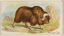 Musk Ox, from the Quadrupeds series (N21) for Allen & Ginter Cigarettes, Allen & Ginter  American, Commercial color lithograph