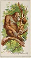 Orangoutang, from the Quadrupeds series (N21) for Allen & Ginter Cigarettes, Allen & Ginter  American, Commercial color lithograph