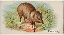 Peccary, from the Quadrupeds series (N21) for Allen & Ginter Cigarettes, Allen & Ginter  American, Commercial color lithograph