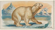 Polar Bear, from the Quadrupeds series (N21) for Allen & Ginter Cigarettes, Allen & Ginter  American, Commercial color lithograph
