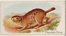 Prairie Dog, from the Quadrupeds series (N21) for Allen & Ginter Cigarettes, Allen & Ginter  American, Commercial color lithograph