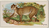 Puma, from the Quadrupeds series (N21) for Allen & Ginter Cigarettes, Allen & Ginter  American, Commercial color lithograph