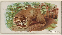 Raccoon, from the Quadrupeds series (N21) for Allen & Ginter Cigarettes, Allen & Ginter  American, Commercial color lithograph