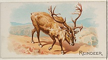 Reindeer, from the Quadrupeds series (N21) for Allen & Ginter Cigarettes, Allen & Ginter  American, Commercial color lithograph