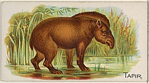 Tapir, from the Quadrupeds series (N21) for Allen & Ginter Cigarettes, Allen & Ginter  American, Commercial color lithograph