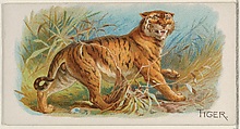 Tiger, from the Quadrupeds series (N21) for Allen & Ginter Cigarettes, Allen & Ginter  American, Commercial color lithograph
