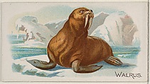 Walrus, from the Quadrupeds series (N21) for Allen & Ginter Cigarettes, Allen & Ginter  American, Commercial color lithograph