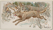 Wolf, from the Quadrupeds series (N21) for Allen & Ginter Cigarettes, Allen & Ginter  American, Commercial color lithograph