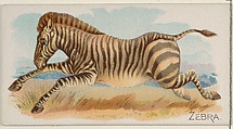 Zebra, from the Quadrupeds series (N21) for Allen & Ginter Cigarettes, Allen & Ginter  American, Commercial color lithograph