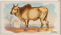 Zebu, from the Quadrupeds series (N21) for Allen & Ginter Cigarettes, Allen & Ginter  American, Commercial color lithograph
