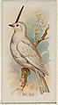 Bell Bird, from the Song Birds of the World series (N23) for Allen & Ginter Cigarettes, Allen & Ginter American, Commercial color lithograph