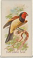 Black-breasted Barbet, from the Song Birds of the World series (N23) for Allen & Ginter Cigarettes, Allen & Ginter American, Commercial color lithograph