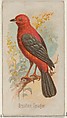 Brazilian Tanager, from the Song Birds of the World series (N23) for Allen & Ginter Cigarettes, Allen & Ginter American, Commercial color lithograph