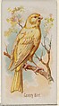 Canary Bird, from the Song Birds of the World series (N23) for Allen & Ginter Cigarettes, Allen & Ginter  American, Commercial color lithograph