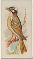 Chinese Bulbul, from the Song Birds of the World series (N23) for Allen & Ginter Cigarettes, Allen & Ginter American, Commercial color lithograph