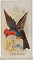 Crested Malimbus, from the Song Birds of the World series (N23) for Allen & Ginter Cigarettes, Allen & Ginter American, Commercial color lithograph
