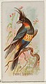 Crested Sparactes, from the Song Birds of the World series (N23) for Allen & Ginter Cigarettes, Allen & Ginter American, Commercial color lithograph