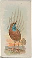 Emeu Wren, from the Song Birds of the World series (N23) for Allen & Ginter Cigarettes, Allen & Ginter  American, Commercial color lithograph