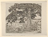 The Big Cedar, Easthampton, Childe Hassam  American, Etching