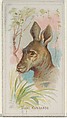 Giant Kangaroo, from the Wild Animals of the World series (N25) for Allen & Ginter Cigarettes, Allen & Ginter  American, Commercial color lithograph