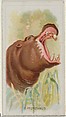 Hippopotamus, from the Wild Animals of the World series (N25) for Allen & Ginter Cigarettes, Allen & Ginter  American, Commercial color lithograph