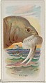 Walrus, from the Wild Animals of the World series (N25) for Allen & Ginter Cigarettes, Allen & Ginter American, Commercial color lithograph