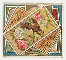 Cuckoo, from the Birds of America series (N37) for Allen & Ginter Cigarettes, Allen & Ginter American, Commercial color lithograph