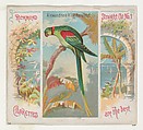 Alexandrine Ring Parakeet, from Birds of the Tropics series (N38) for Allen & Ginter Cigarettes, Allen & Ginter American, Commercial color lithograph