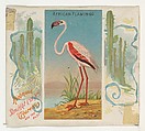 African Flamingo, from Birds of the Tropics series (N38) for Allen & Ginter Cigarettes, Allen & Ginter American, Commercial color lithograph
