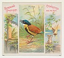 Pitta, from Birds of the Tropics series (N38) for Allen & Ginter Cigarettes, Allen & Ginter  American, Commercial color lithograph