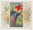 Red and Blue Macaw, from Birds of the Tropics series (N38) for Allen & Ginter Cigarettes, Allen & Ginter American, Commercial color lithograph