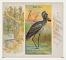 Shoe-Bill, from Birds of the Tropics series (N38) for Allen & Ginter Cigarettes, Allen & Ginter American, Commercial color lithograph