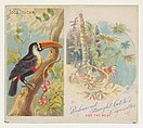 Toco Toucan, from Birds of the Tropics series (N38) for Allen & Ginter Cigarettes, Allen & Ginter  American, Commercial color lithograph