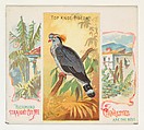 Top Knot Pigeon, from Birds of the Tropics series (N38) for Allen & Ginter Cigarettes, Allen & Ginter American, Commercial color lithograph