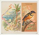 Torquata, from Birds of the Tropics series (N38) for Allen & Ginter Cigarettes, Allen & Ginter American, Commercial color lithograph