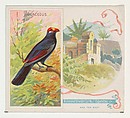 Violaceous, from Birds of the Tropics series (N38) for Allen & Ginter Cigarettes, Allen & Ginter American, Commercial color lithograph