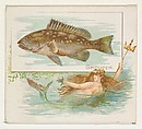 Grouper, from Fish from American Waters series (N39) for Allen & Ginter Cigarettes, Allen & Ginter  American, Commercial color lithograph