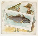 Haddock, from Fish from American Waters series (N39) for Allen & Ginter Cigarettes, Allen & Ginter American, Commercial color lithograph