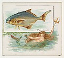 Pampano, from Fish from American Waters series (N39) for Allen & Ginter Cigarettes, Allen & Ginter  American, Commercial color lithograph