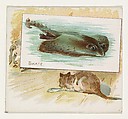 Skate, from Fish from American Waters series (N39) for Allen & Ginter Cigarettes, Allen & Ginter American, Commercial color lithograph