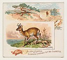 Antelope, from Quadrupeds series (N41) for Allen & Ginter Cigarettes, Allen & Ginter American, Commercial color lithograph