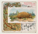 Armadillo, from Quadrupeds series (N41) for Allen & Ginter Cigarettes, Allen & Ginter  American, Commercial color lithograph