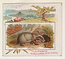 Badger, from Quadrupeds series (N41) for Allen & Ginter Cigarettes, Allen & Ginter  American, Commercial color lithograph
