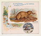 Beaver, from Quadrupeds series (N41) for Allen & Ginter Cigarettes, Allen & Ginter  American, Commercial color lithograph