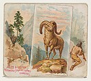 Bighorn, from Quadrupeds series (N41) for Allen & Ginter Cigarettes, Allen & Ginter  American, Commercial color lithograph