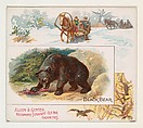 Black Bear, from Quadrupeds series (N41) for Allen & Ginter Cigarettes, Allen & Ginter  American, Commercial color lithograph